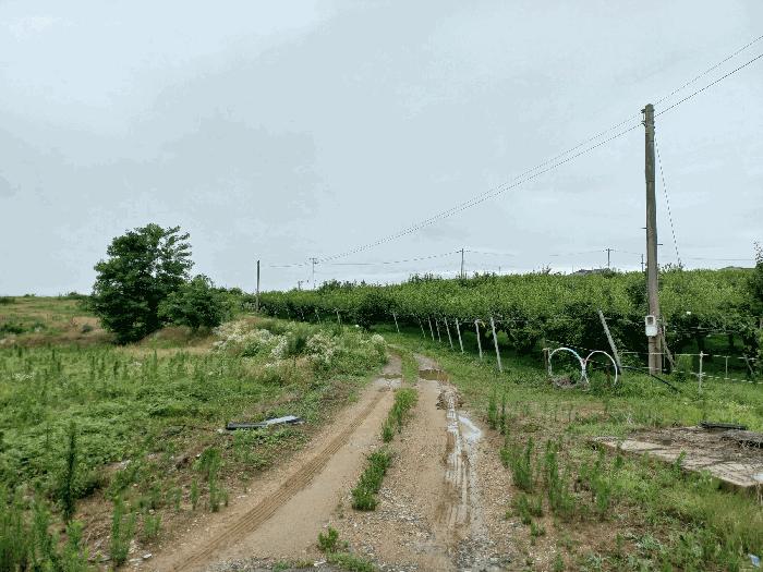 충청남도 천안시 성환읍 송덕리 196-10 과수원 경매 사진 7