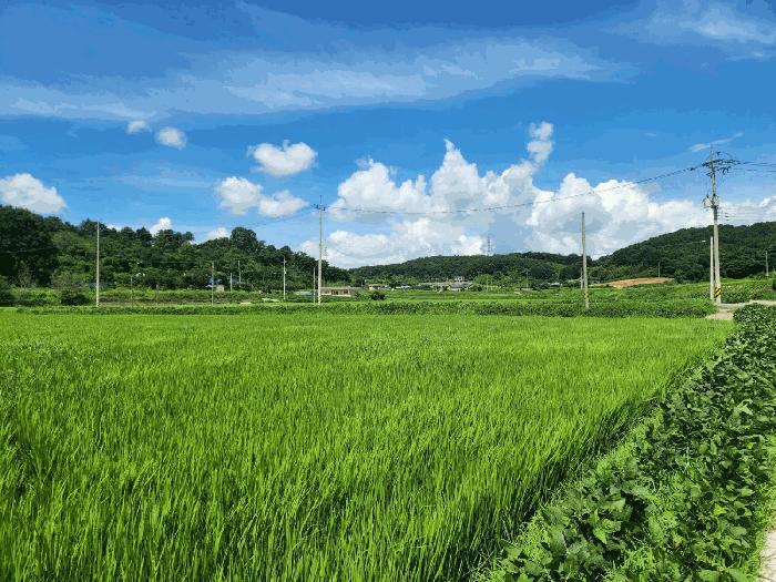 충청남도 당진시 송악읍 반촌리 177 전 경매 사진 15