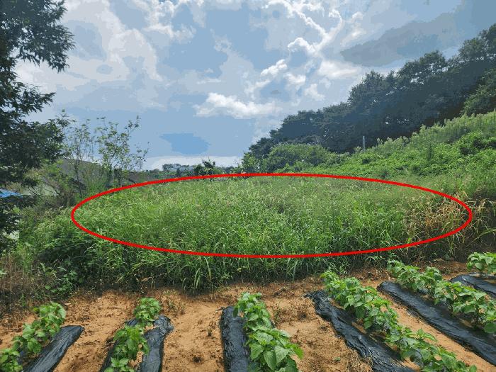 충청남도 당진시 송악읍 반촌리 177 전 경매 사진 17