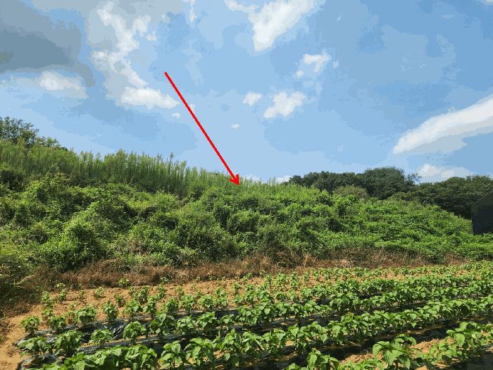 충청남도 당진시 송악읍 반촌리 177 전 경매 사진 20