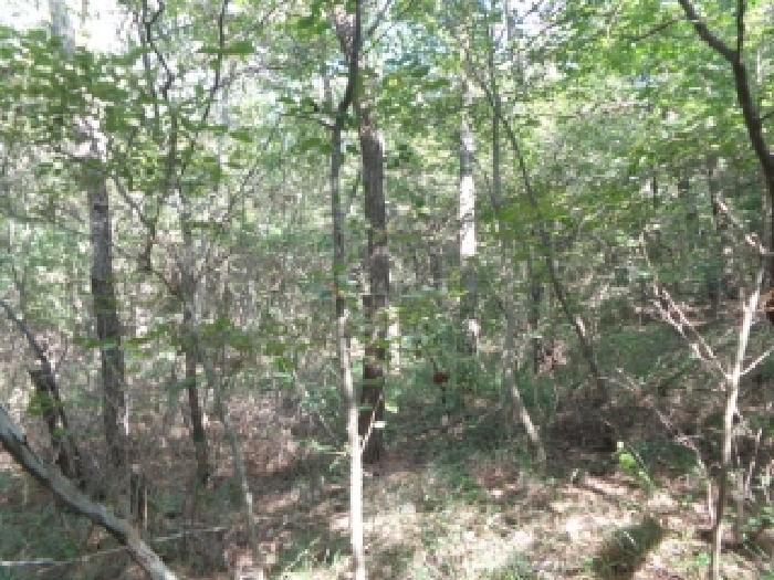 충청남도 태안군 남면 신온리 산200 임야 경매 사진 15