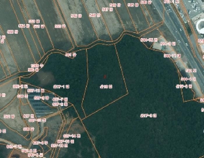 충청남도 태안군 남면 신온리 산200 임야 경매 사진 4