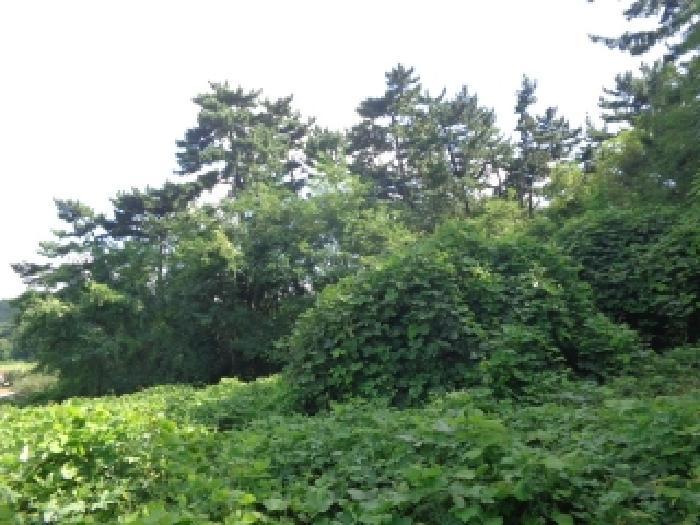 충청남도 태안군 원북면 황촌리 산77 임야 경매 사진 11