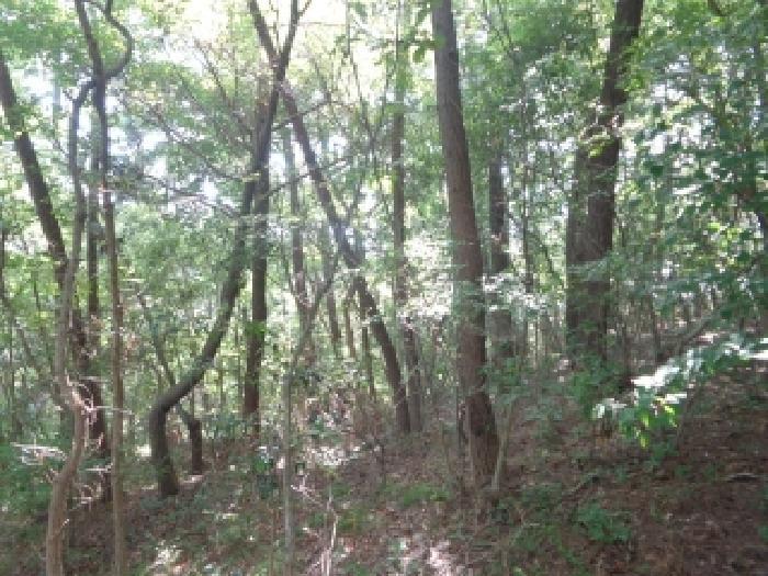 충청남도 태안군 원북면 황촌리 산77 임야 경매 사진 9
