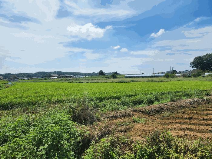 충청남도 당진시 신평면 거산리 312-13 전 경매 사진 4