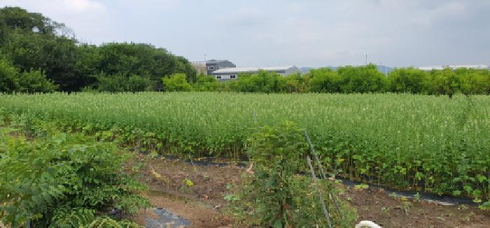 경상북도 경산시 압량읍 가일리 341 전 경매 사진 2