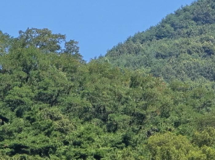 경상북도 경산시 하양읍 은호리 산36-2 임야 경매 사진 10