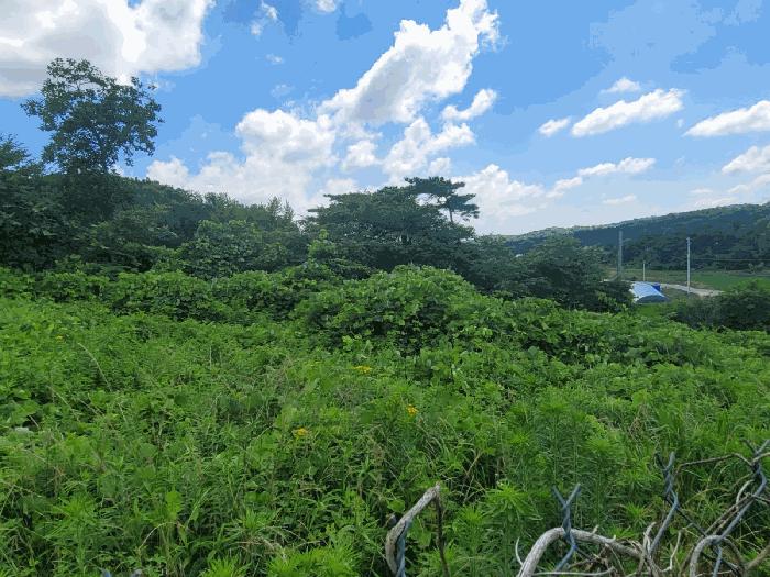 충청남도 공주시 이인면 신영리 497-10 임야 경매 사진 3