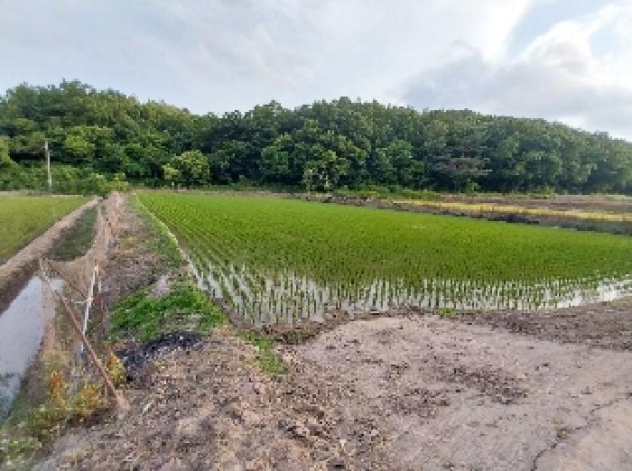 충청남도 청양군 목면 신흥리 841 답 경매 사진 3