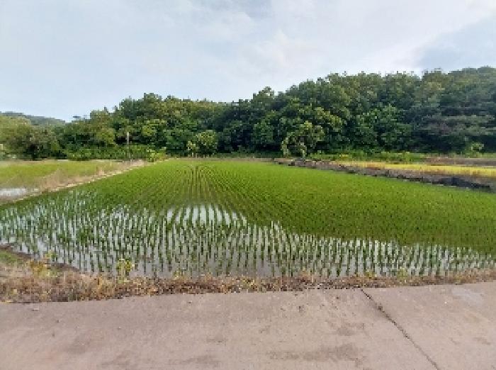 충청남도 청양군 목면 신흥리 841 답 경매 사진 4