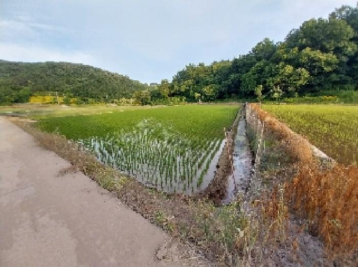 충청남도 청양군 목면 신흥리 841 답 경매 사진 5