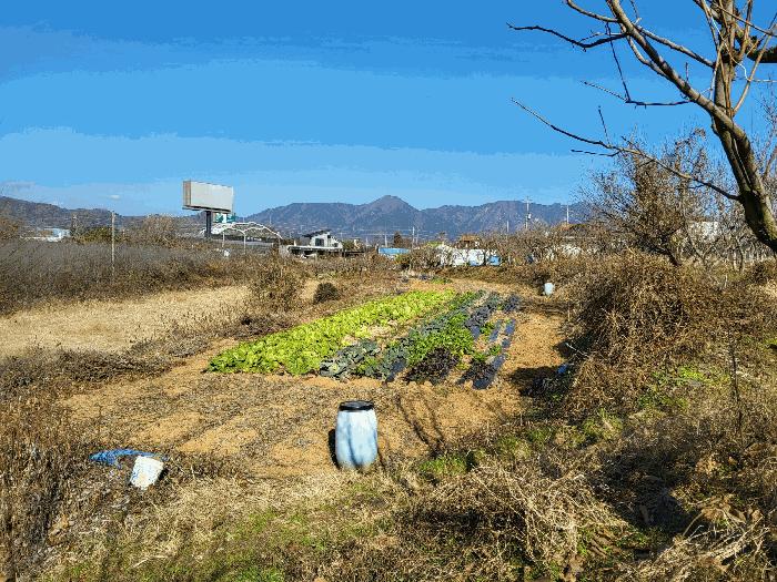 전라남도 장성군 남면 분향리 554 전 경매 사진 1