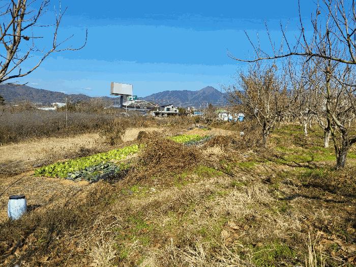 전라남도 장성군 남면 분향리 554 전 경매 사진 2