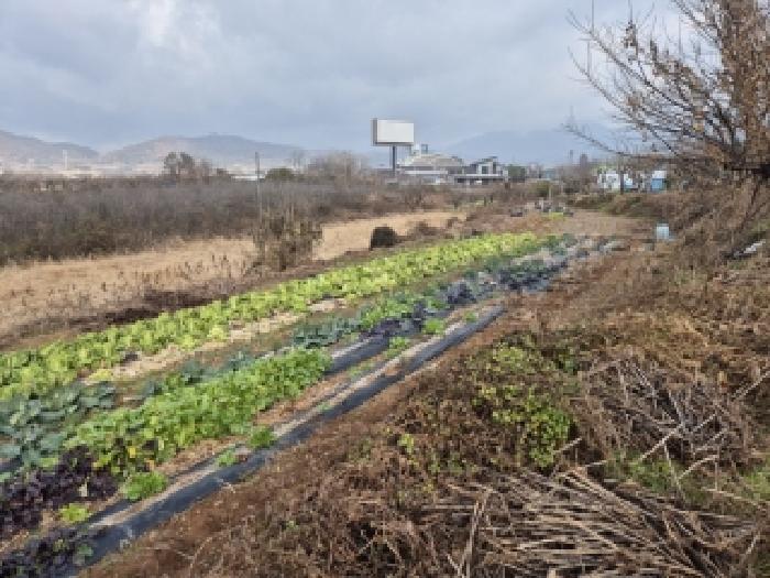 전라남도 장성군 남면 분향리 554 전 경매 사진 3
