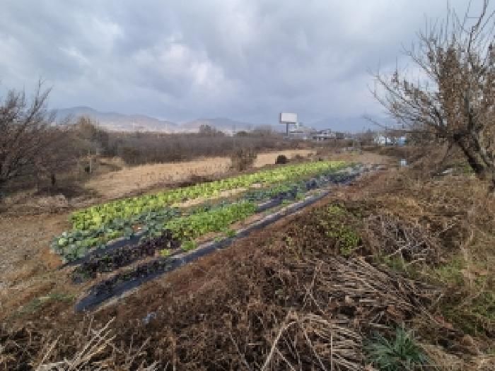 전라남도 장성군 남면 분향리 554 전 경매 사진 4
