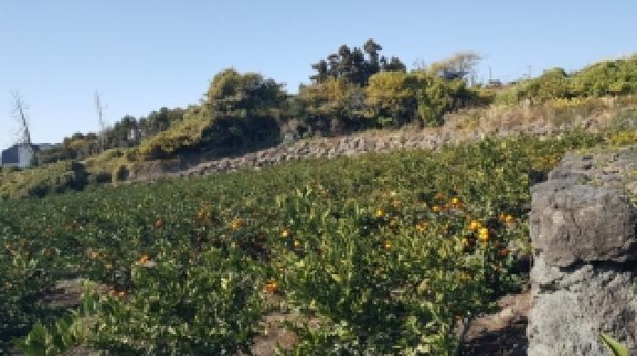 제주특별자치도 서귀포시 토평동 836 전 경매 사진 9