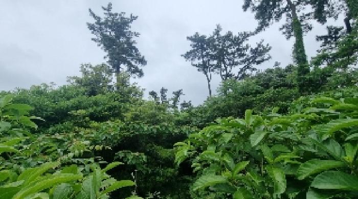 제주특별자치도 제주시 구좌읍 세화리 191 임야 경매 사진 10