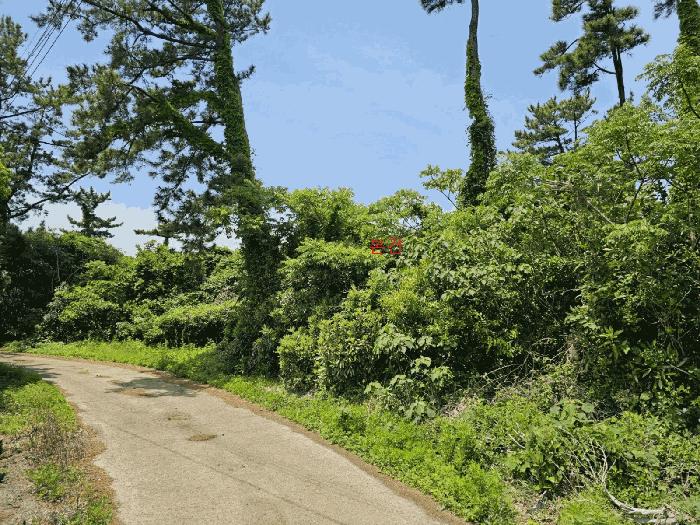 제주특별자치도 제주시 구좌읍 세화리 191 임야 경매 사진 7