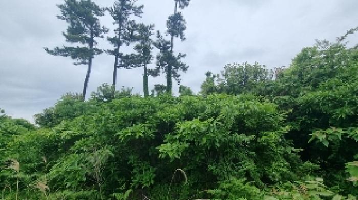 제주특별자치도 제주시 구좌읍 세화리 191 임야 경매 사진 9