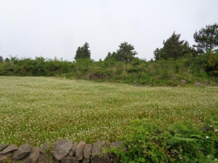 제주특별자치도 서귀포시 안덕면 상천리 산99-14 임야 경매 사진 6