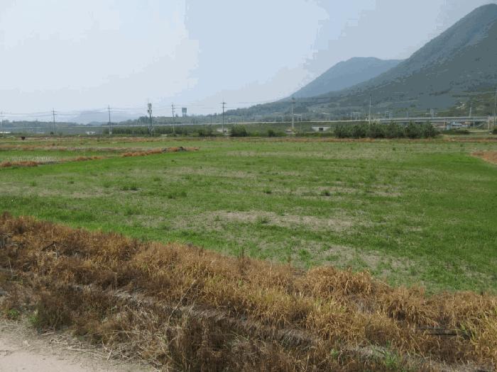 경상북도 문경시 문경읍 마원리 142-4 답 경매 사진 4