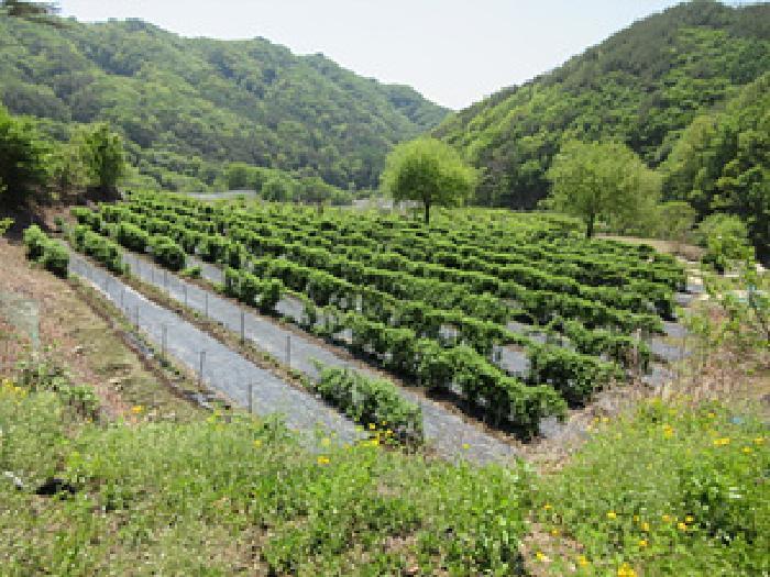 경상북도 문경시 동로면 석항리 230 전 경매 사진 16