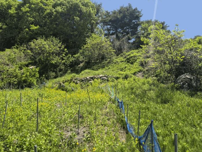 경상북도 문경시 동로면 석항리 230 전 경매 사진 3