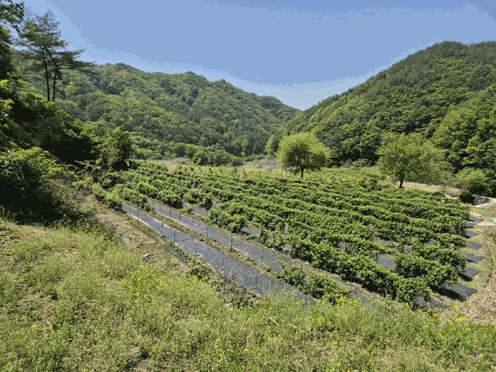 경상북도 문경시 동로면 석항리 271 답 경매 사진 10