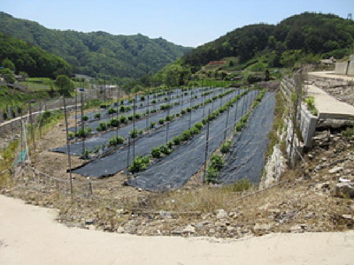 경상북도 문경시 동로면 석항리 271 답 경매 사진 13