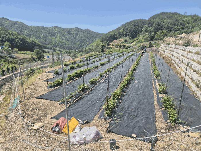 경상북도 문경시 동로면 석항리 271 답 경매 사진 6