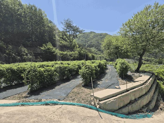 경상북도 문경시 동로면 석항리 271 답 경매 사진 9
