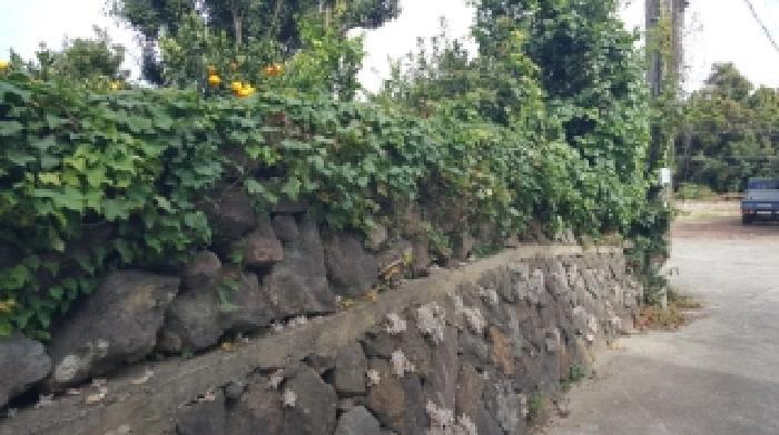 제주특별자치도 서귀포시 남원읍 의귀리 1662 임야 경매 사진 5