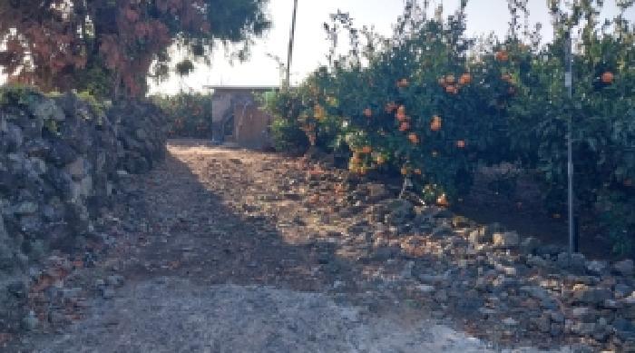 제주특별자치도 서귀포시 하효동 1166 과수원 경매 사진 5