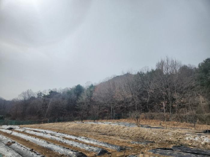 인천광역시 강화군 양사면 철산리 90-26 임야 경매 사진 3