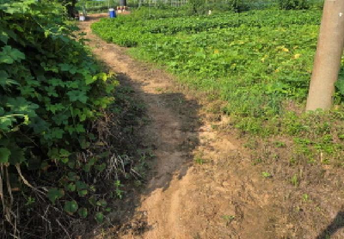 충청남도 천안시 서북구 성거읍 오색당리 33-1 전 경매 사진 19