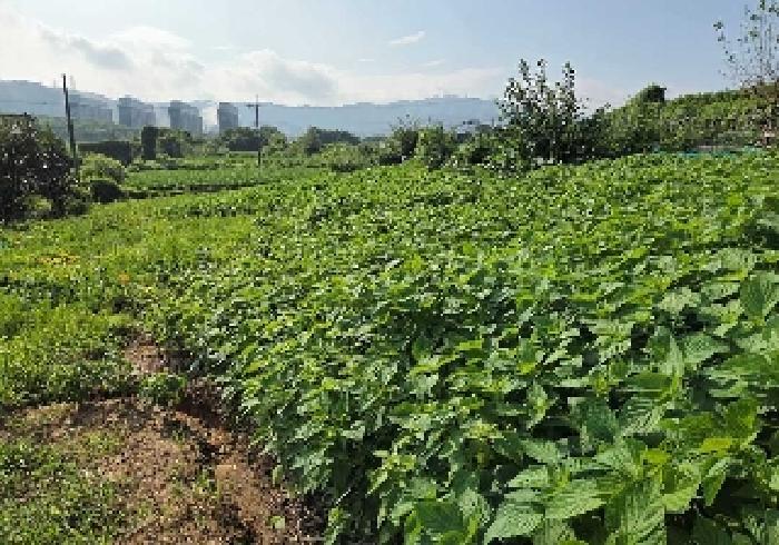 충청남도 천안시 서북구 성거읍 오색당리 33-1 전 경매 사진 5