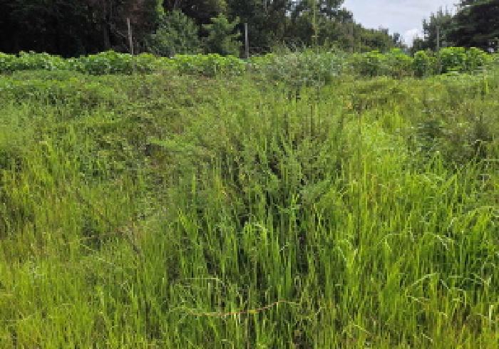 충청남도 아산시 선장면 궁평리 145-9 전 경매 사진 17
