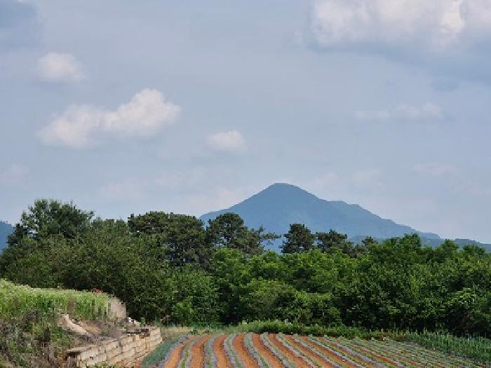 경상북도 의성군 가음면 장리 1286 전 경매 사진 5
