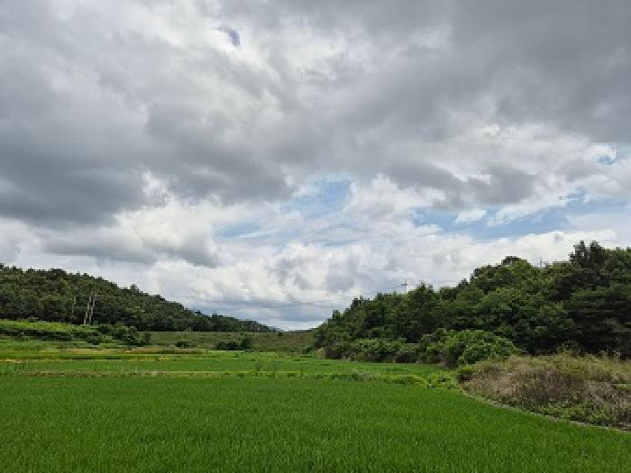 경상북도 의성군 옥산면 오류리 438 답 경매 사진 11