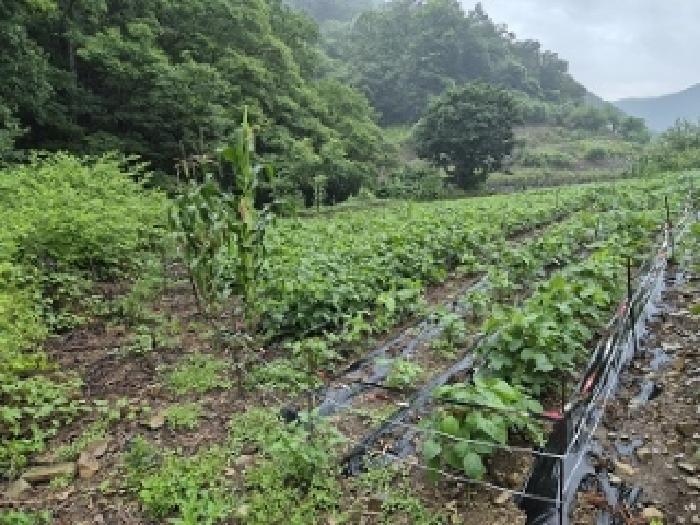 경상북도 의성군 옥산면 오류리 438 답 경매 사진 13