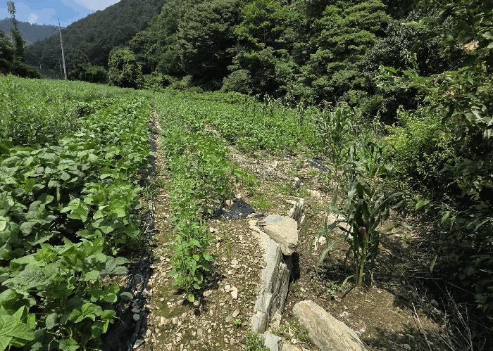 경상북도 의성군 옥산면 오류리 438 답 경매 사진 2