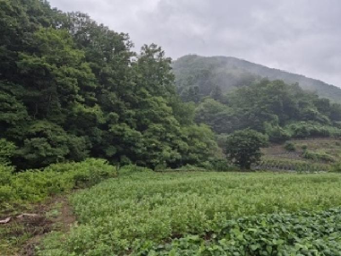 경상북도 의성군 옥산면 오류리 449 전 경매 사진 12