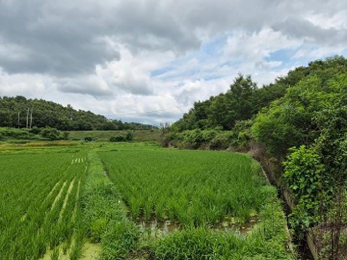 경상북도 의성군 옥산면 오류리 449 전 경매 사진 14