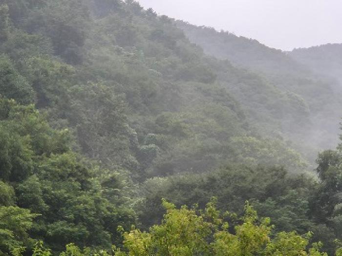 경상북도 의성군 옥산면 오류리 449 전 경매 사진 15