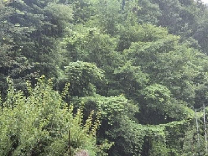 경상북도 의성군 옥산면 오류리 449 전 경매 사진 17