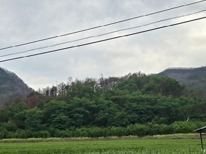 경상북도 청송군 진보면 괴정리 640-4 전 경매 사진 4