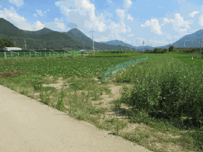 대구광역시 군위군 의흥면 연계리 175 답 경매 사진 4