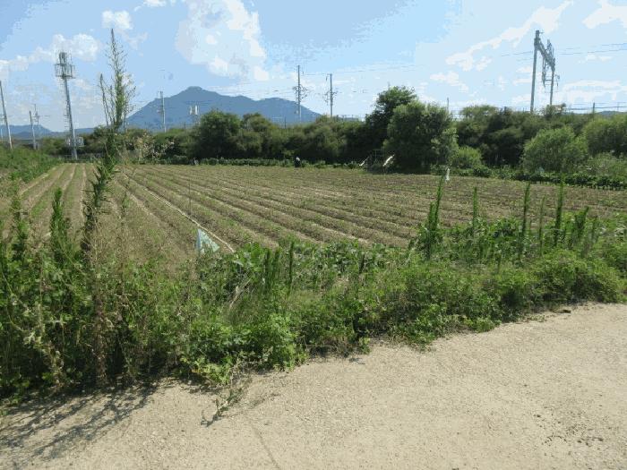대구광역시 군위군 의흥면 연계리 175 답 경매 사진 5