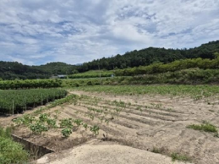 대구광역시 군위군 의흥면 연계리 175 답 경매 사진 7