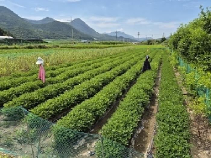 대구광역시 군위군 의흥면 연계리 175 답 경매 사진 8